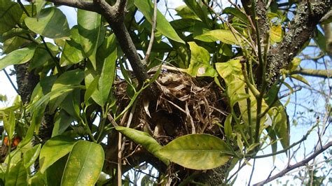 Ciencia Y Alguna Otra Cosa En El Gallinero