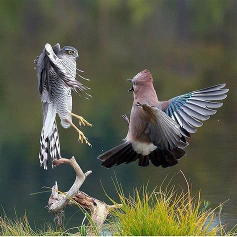 Psbattle Two Birds Fighting Mid Air R Photoshopbattles