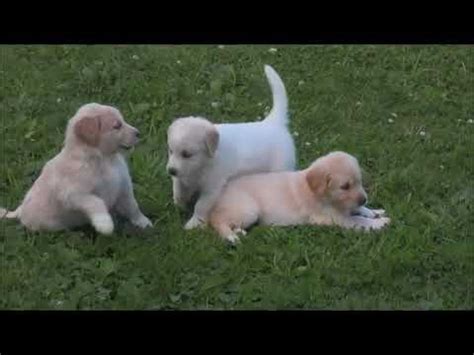 Golden Pyrenees | Pyrenees puppies, Puppies, Pyrenees