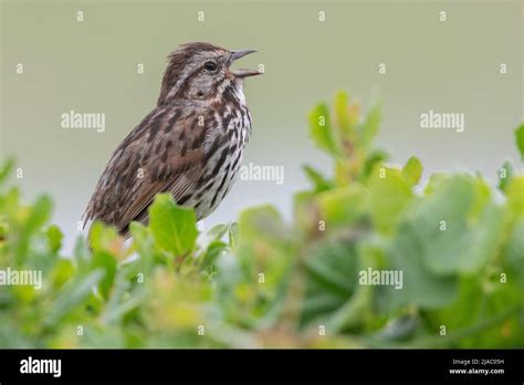 A Singing Song Sparrow Melospiza Melodia With Its Head Back And Beak