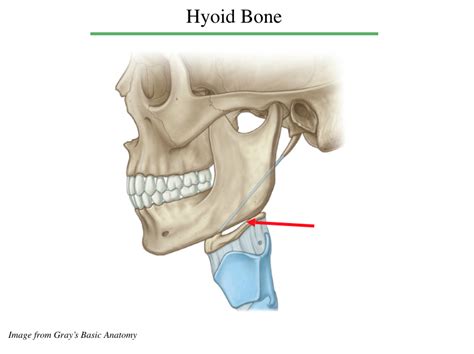 Hyoid Bone Diagram Quizlet