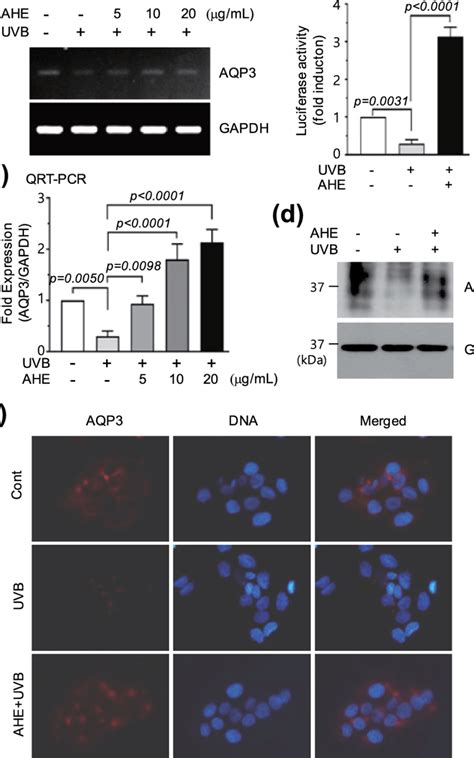 Effect Of Ahe On Uvb Induced Suppression Of Aqp Expression A Hacat