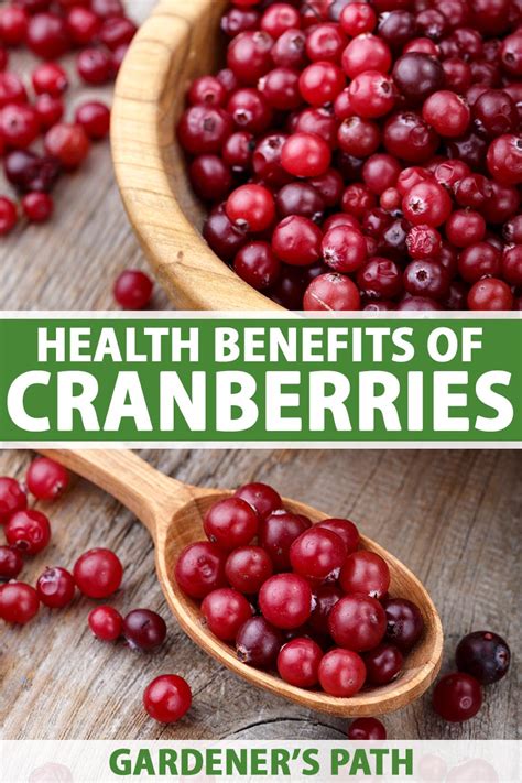 What Are The Health Benefits Of Cranberries Gardeners Path