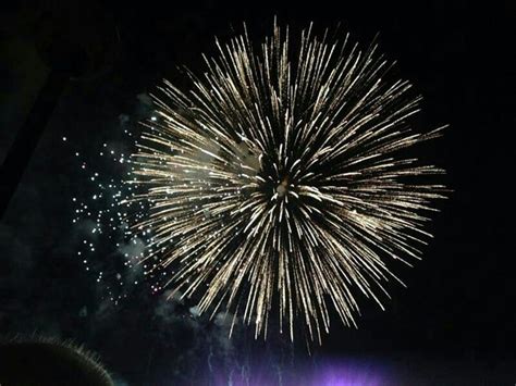 Fuegos Artificiales Plants Dandelion Flowers