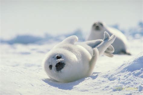 Seal Hd Wallpaper