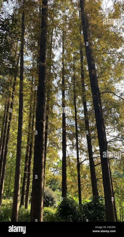 Shanghai Botanical Garden Trees Stock Photo Alamy