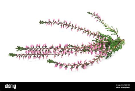 Branch Of Heather With Beautiful Flowers Isolated On White Stock Photo