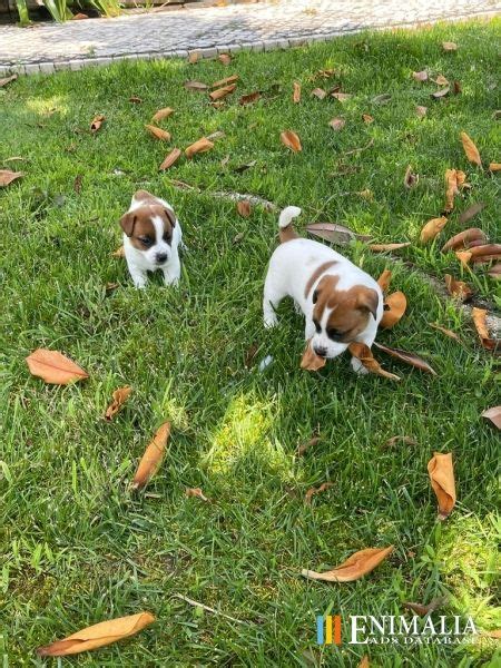 Jack Russell Terrier Puppies For Sale Oklahoma City OK 566841