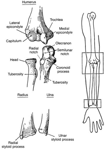 Biomechanics Elbow And Forearm Flashcards Quizlet