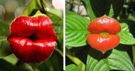 You Can Plant A Flower That Looks Like Plump Lips and I Need It