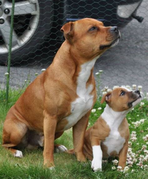 35 Cutest Staffordshire Bull Terrier Pictures Ever The Paws English