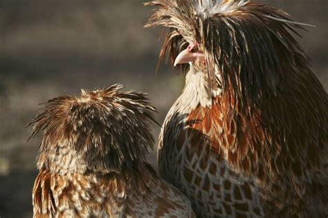 Haushuhn Gallus Gallus F Domestica Zwerg Paduaner Zwerg Haubenhuhn