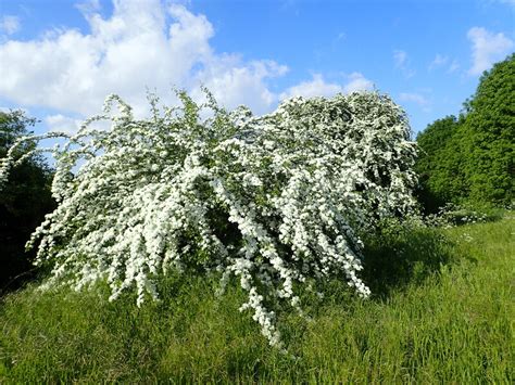 hawthorn  east wickham open space marathon geograph britain