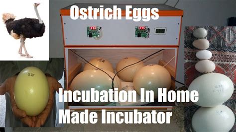 Ostrich Eggs Incubation In Home Made Incubator YouTube