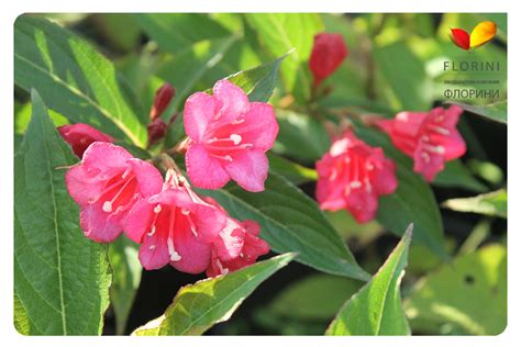 Купить Вейгела Бристоль Руби Weigela Bristol Ruby - в питомнике Флорини