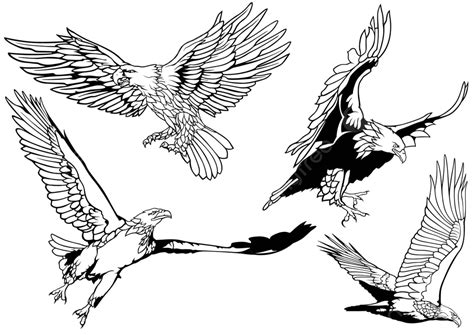 Set Of Wild Bald Eagles In Black And White Vector, Mascot, Black And