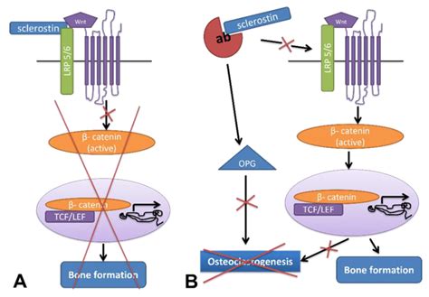 JCM Free Full Text The Role Of Sclerostin In Bone Diseases