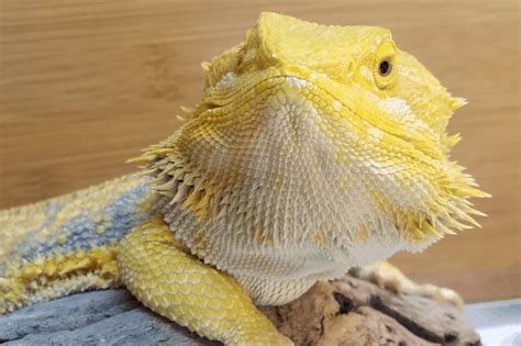 Scale Rot In Bearded Dragons Prevention And Treatment