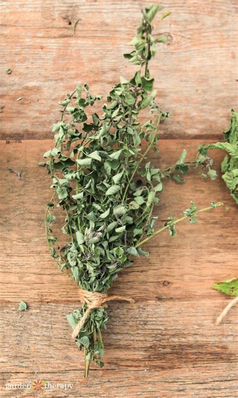 Herbal Guide To Oregano How To Grow Harvest Origanum Vulgare