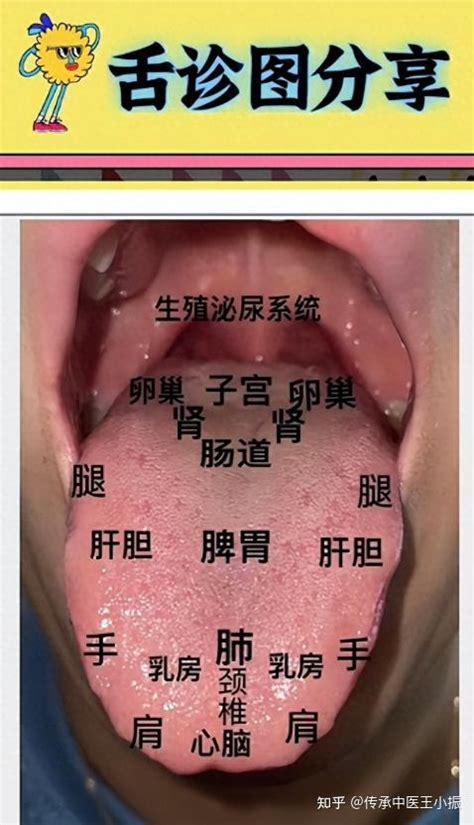 2分钟学会中医舌诊技巧，看病不求人，赶快收藏！ 知乎