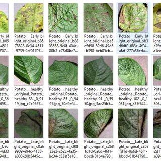 Potato Leaf Image Samples E G Healthy Early Blight Late Blight