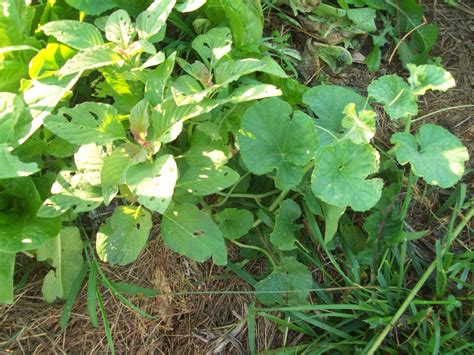 Help!Cucumber beetles devouring my leafs... (organic forum at permies)