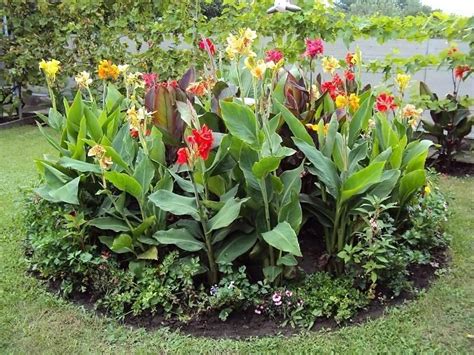 Цветы канны: описание и применение цветка в ландшафте, виды и сорта с ...