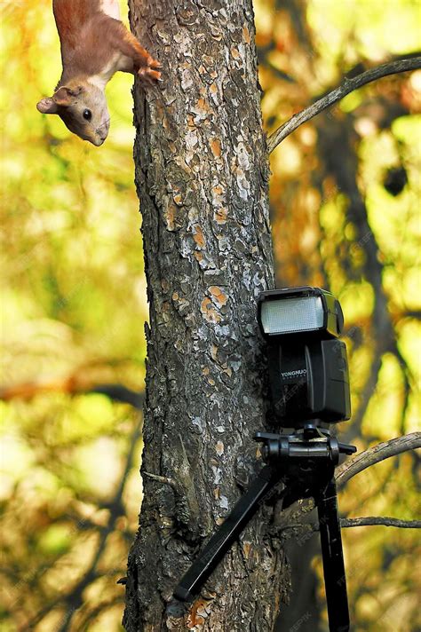 Premium Photo | The red squirrel, or simply common squirrel, is a