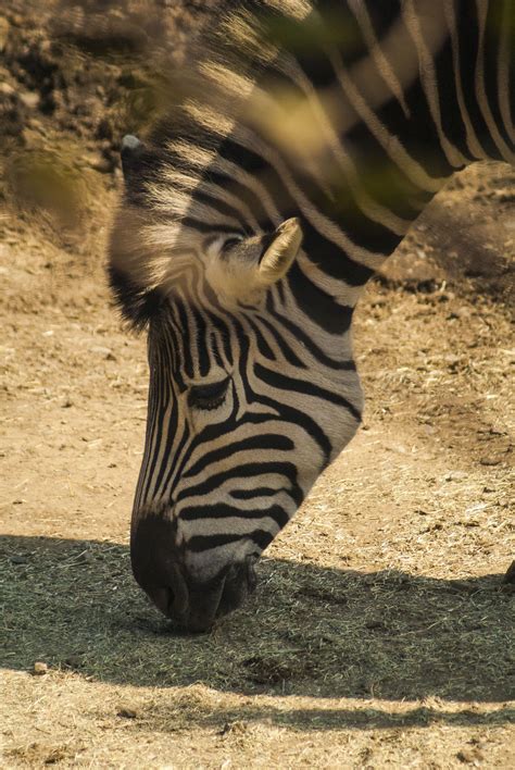 Zebra Grazing at Taipei Zoo