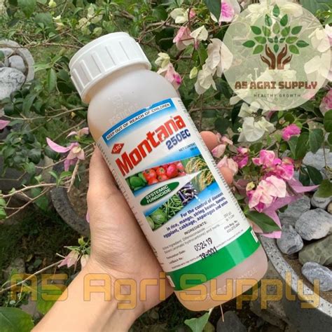 Montana 250EC Systemic Fungicide Difenoconazole YE Lazada PH