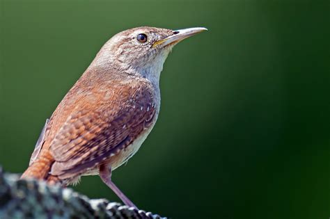 House Wren Audubon Field Guide