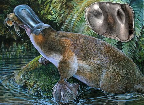 Fossil Of Giant Platypus Unearthed In Riversleigh