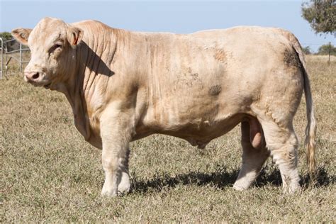 Lot 13 BAUHINIA PARK SILVESTER PP AuctionsPlus