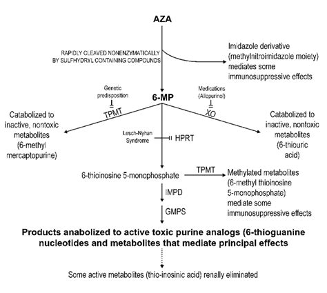 Azathioprine metabolism. TPMT: Thiopurine Methyltransferase; XO:... | Download Scientific Diagram