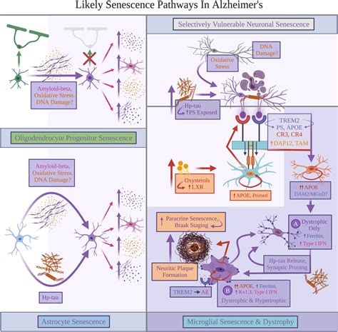 | Likely senescence pathways in Alzheimer's. Explanations for ...