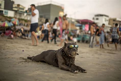 Este Es El Daño Que Pueden Sufrir Tus Mascotas Sino Las Proteges De La Ola De Calor Infobae