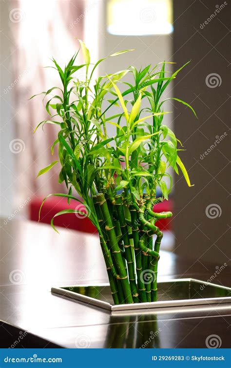 Bamboo arrangement stock image. Image of plate, orient - 29269283