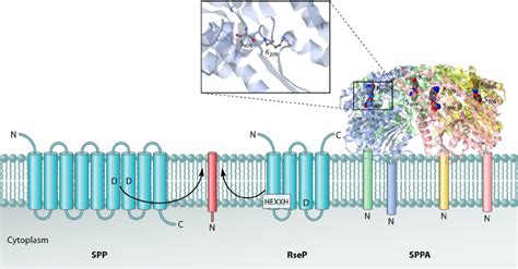 Cleavage Of Signal Peptides By Signal Peptide Hydrolases The