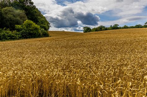 Assessing Tight Global Wheat Stocks And Their Role In Price Volatility