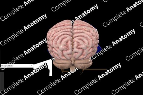 Occipital Lobe | Complete Anatomy