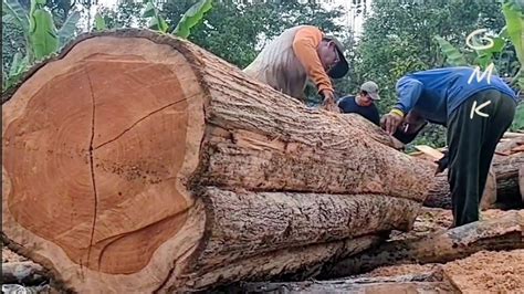 Membelah Kayu Jati Tertua Dikebun Gergaji Mesin Stihl Ms Serkel