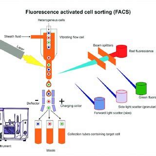 (PDF) Single-Cell Proteomics: Technology and Applications