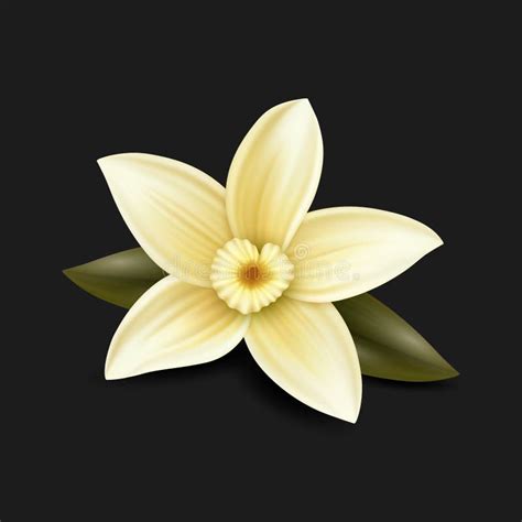 Vector D Realistic Sweet Scented Fresh Vanilla Flower With Leaves