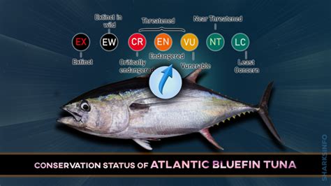 Are Atlantic Bluefin Tuna Endangered? - sharksinfo.com