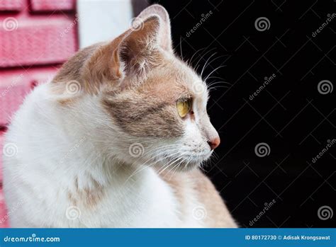 Retrato Del Gato De Gato Atigrado Adulto Foto De Archivo Imagen De