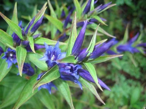 Горечавка: виды, посадка и уход, полезные свойства, фото