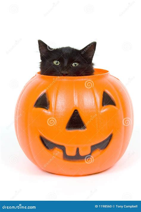 Black Cat And Plastic Pumpkin - Halloween Stock Photo - Image: 1198560