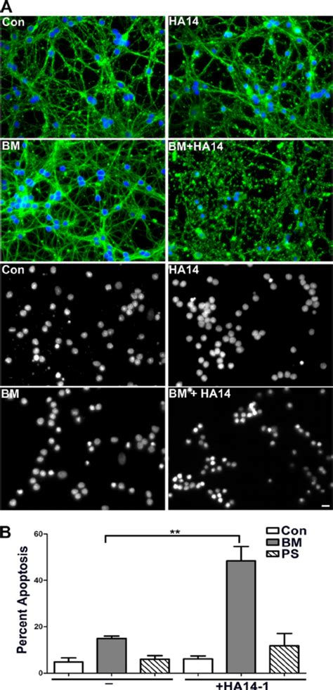 Inhibition Of Dic Dependent Mitochondrial Gsh Transport Renders Cgns