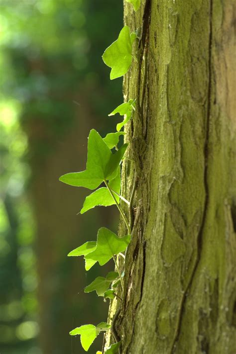 Free Images Tree Nature Forest Branch Wood Sunlight Leaf