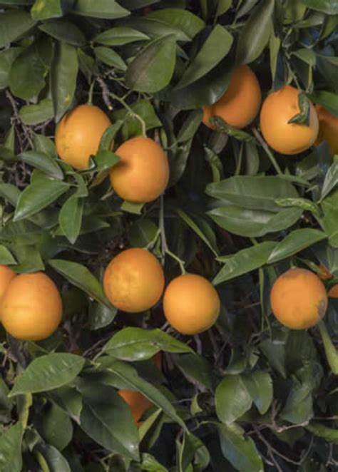 Vernia Sweet Orange 2 3 Ft Florida Citrus Trees Sow Exotic